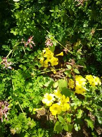 Close-up of yellow flowers