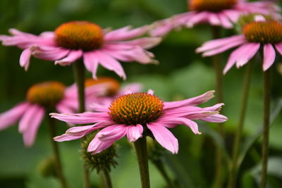 Close-up of pink flowering plant in park