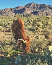 Cattle grazing on field