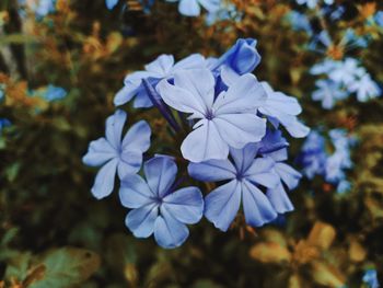 Close-up of purple flowering plant