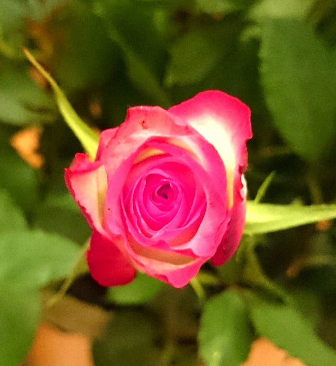 flower, petal, freshness, fragility, flower head, close-up, growth, rose - flower, beauty in nature, pink color, focus on foreground, single flower, nature, blooming, plant, leaf, in bloom, rose, selective focus, blossom