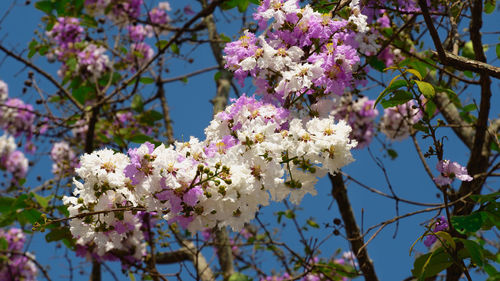 Low angle view of cherry blossoms in spring