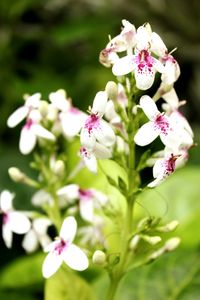 Close-up of pink flowering plant