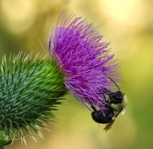 Bee collecting pollen on thistle