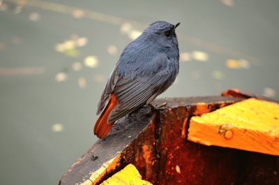 Close-up of bird perching on wood
