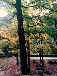 Trees in park