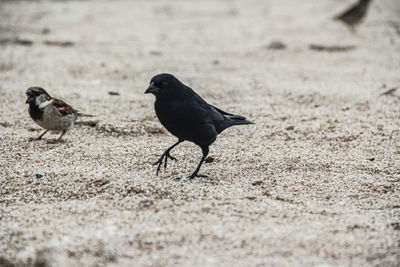 Two birds on the beach,  sparrows and earwigs soaring between the sand and the sea.