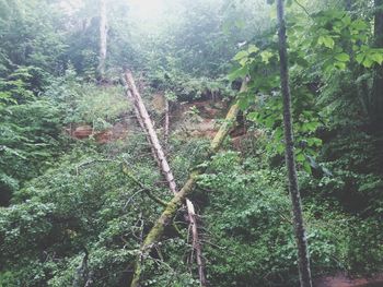 Low angle view of trees