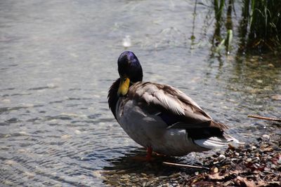 Close-up of duck swimming on lake