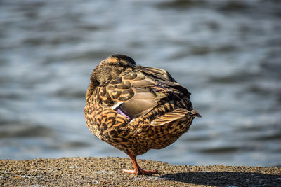 Close-up of a bird on lakeshore