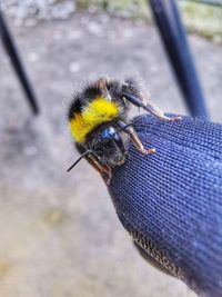 Close-up of bee