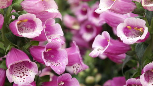 Close-up of pink flowering plants