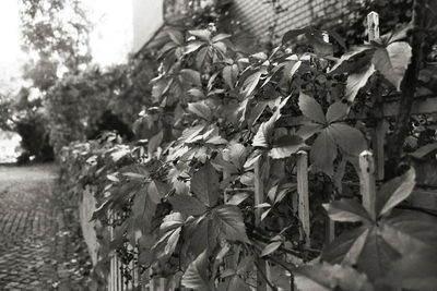 Close-up of flowering plants and leaves