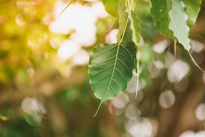 Close-up of fresh green leaves