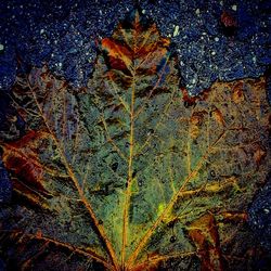 Close-up of leaves in water