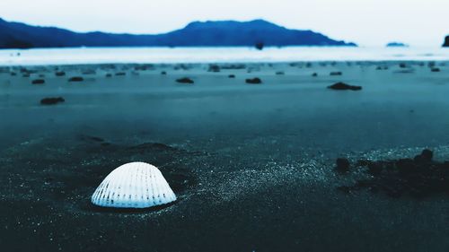 Close-up of shell on beach