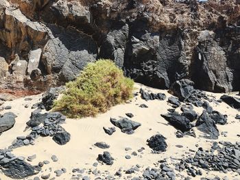 Plants growing on rock