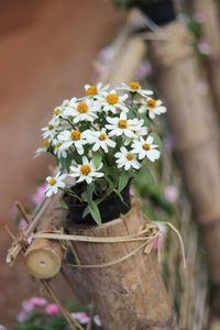 Close-up of potted plant