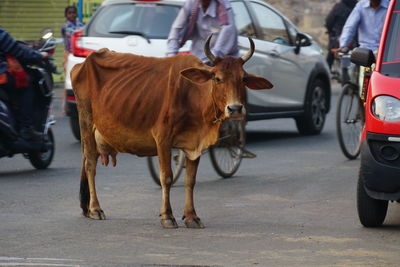 View of horses on road