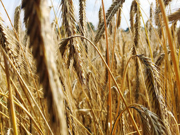 Close-up of wheat growing on field