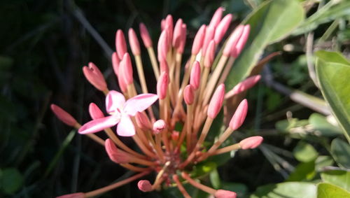 Close-up of pink flower