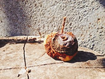 Close-up of snail