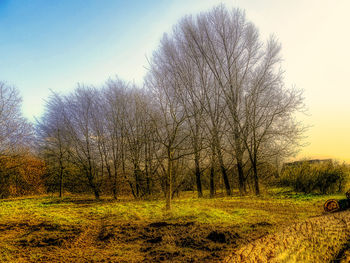 Bare trees on field against clear sky
