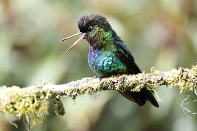 Close-up of bird perching on branch