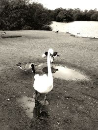 Swan swimming on lake