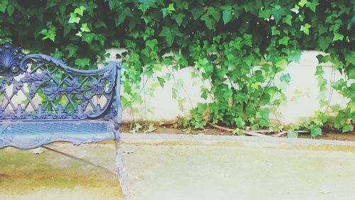 Plants growing on tree