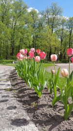 Pink flowers blooming on tree