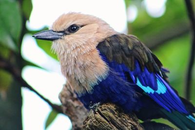 Close-up of bird perching on branch