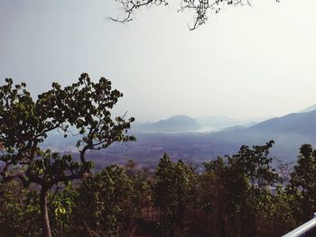 Trees on landscape against sky