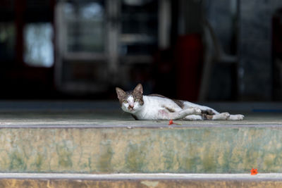 Portrait of cat resting outdoors