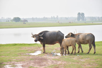 Horses in a field