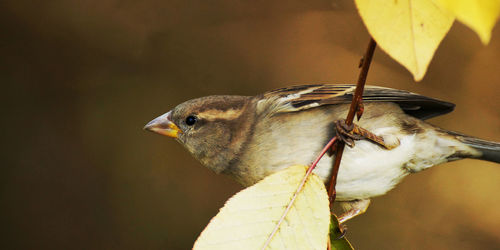 Close-up of bird perching on branch