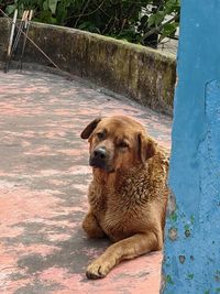 Close-up of dog