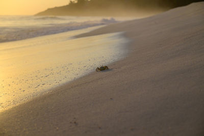 Scenic view of desert