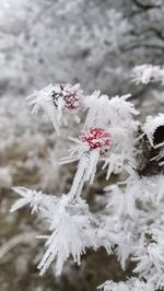 Close-up of snow on flower during winter