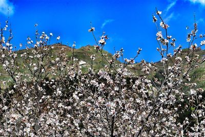 Flowers growing on tree against blue sky