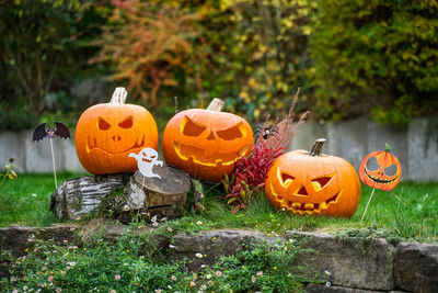 Various pumpkins in garden during autumn