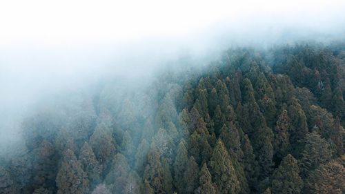 High angle view of trees in forest