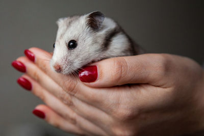 A cute hamster in the hands of a close-up girl