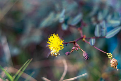 Close-up of yellow flowering plant