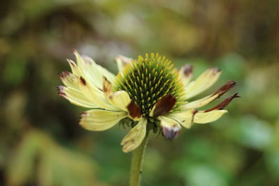 Close-up of flowering plant