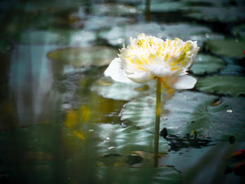 Close-up of water lily in lake