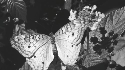 Close-up of butterfly on flower