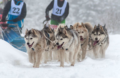 Close-up of dogs on snow