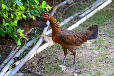 Close-up of chicken