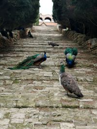 View of peacock on stone wall